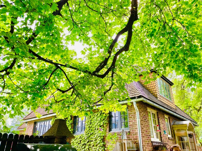 In the back yard there are 4, 100 year old magnificent trees. 2 Maples & 2 Pines... they are messy - 483 Boulevard