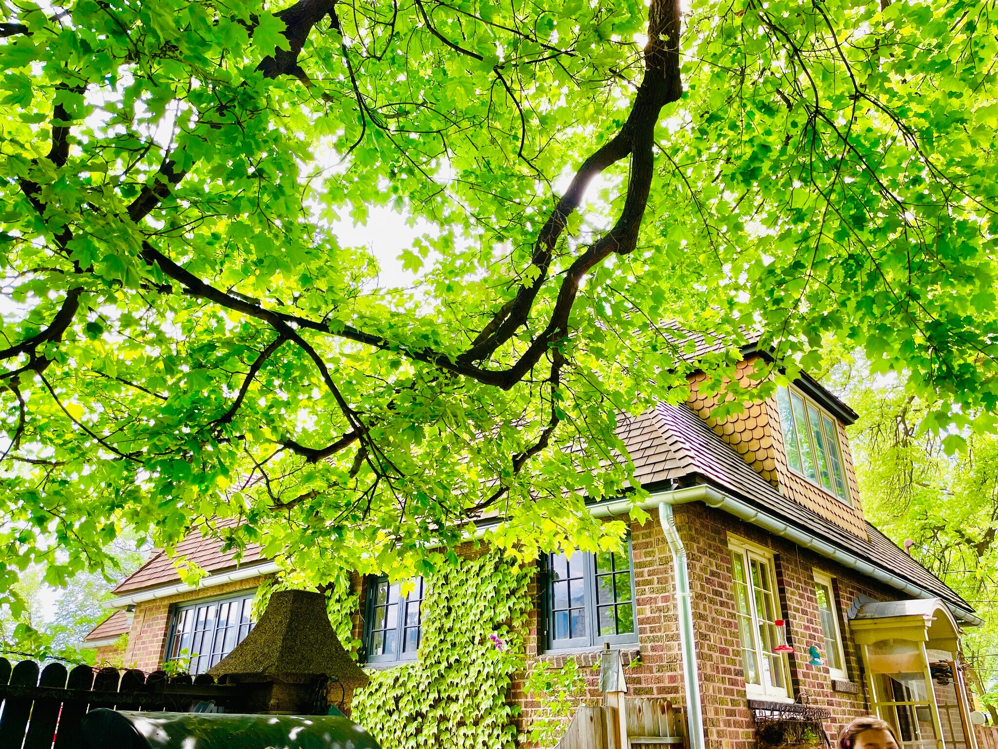 In the back yard there are 4, 100 year old magnificent trees. 2 Maples & 2 Pines... they are messy - 483 Boulevard