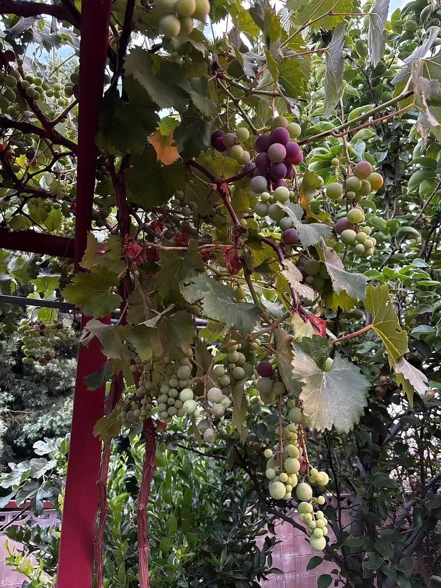 Building Photo - 848 E Northridge Ave