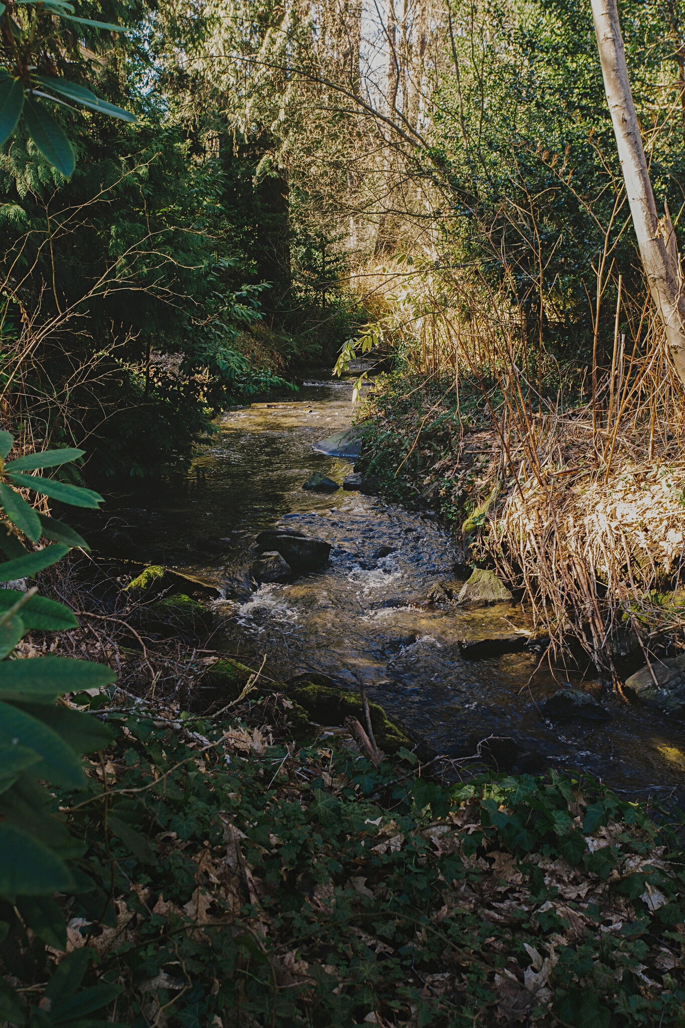 Thornton Creek in your backyard - 3008 NE 117th St