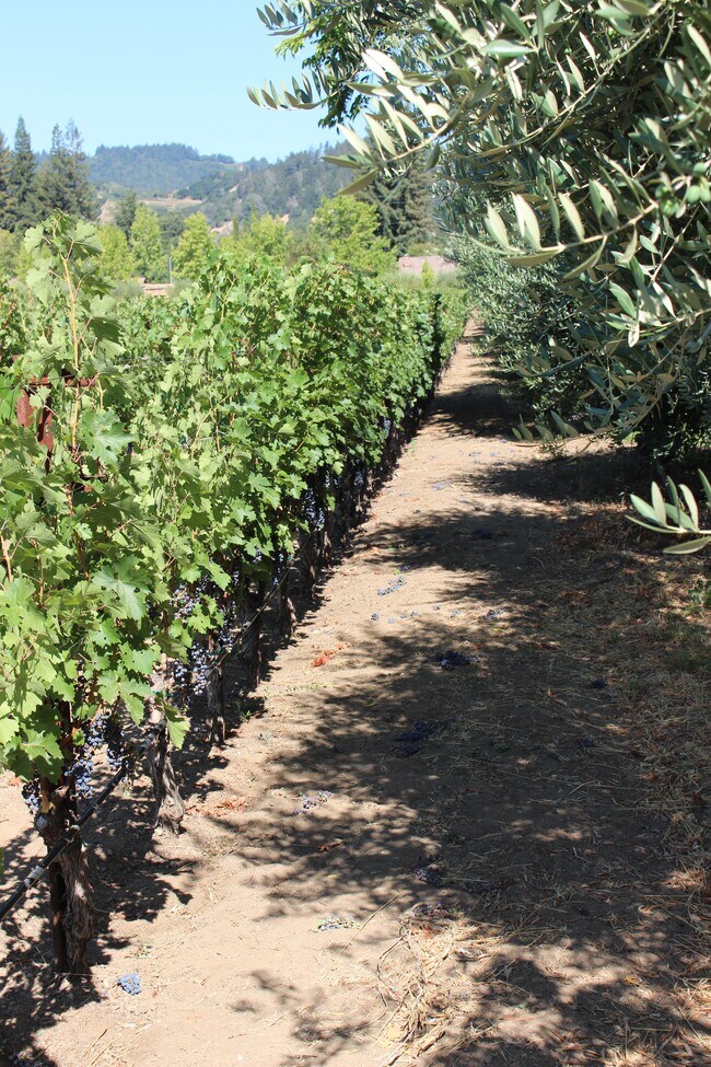 vineyard view - 1077 Valley View St