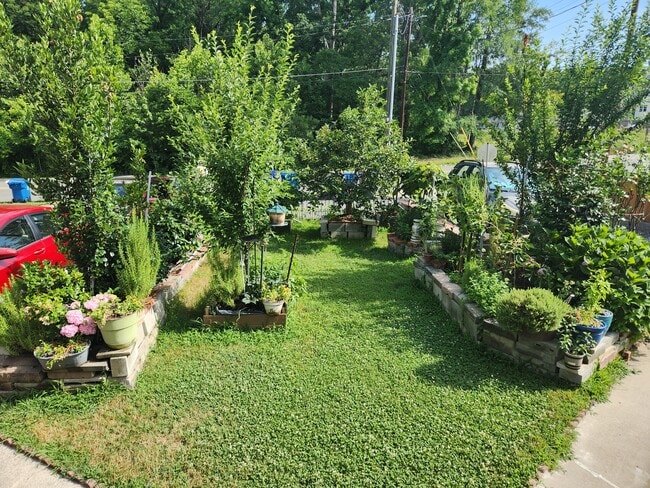 front yard - 705 W Markham Ave