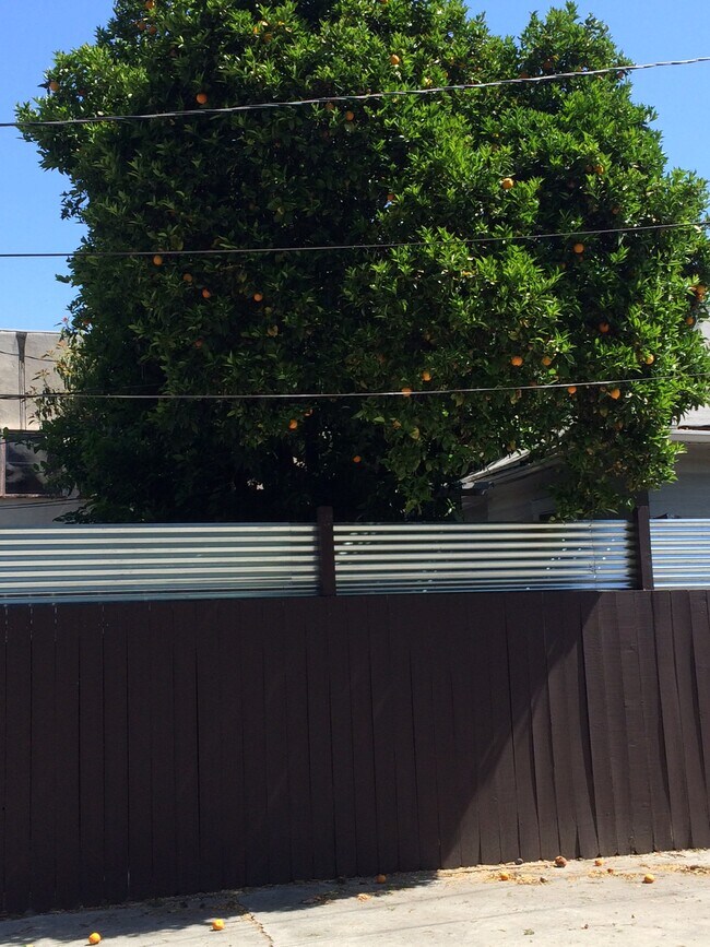 Huge enclosed backyard - 1444 Silver Lake Blvd