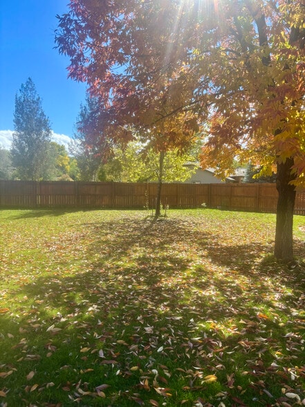 backyard - 2574 Silver Oak Ct