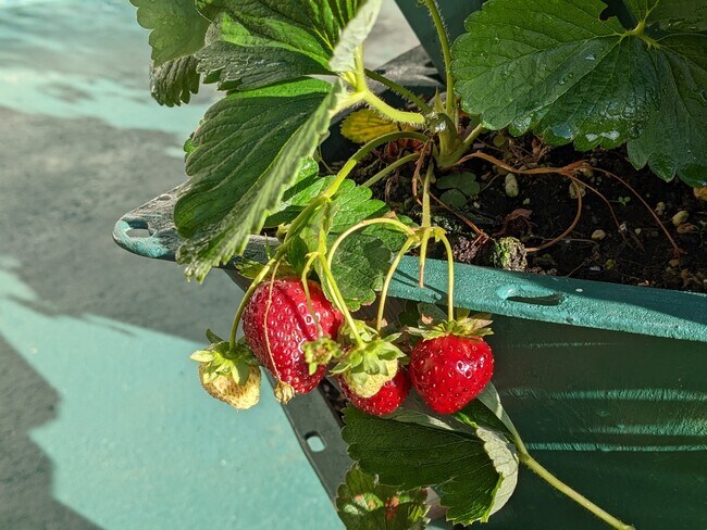 The strawberries produce fruit year-round. - 8261 Northrop Plz SW