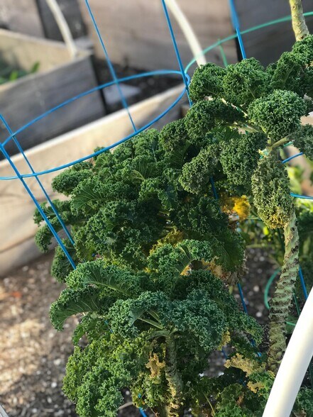the community garden spot - 5876 Bowcroft St
