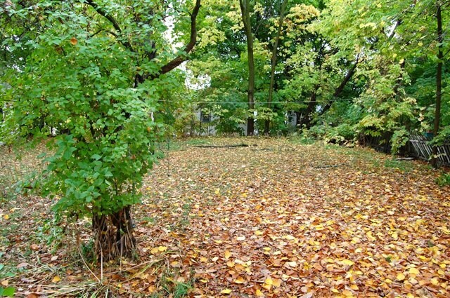 Back Yard View - 1015 E Gorham St