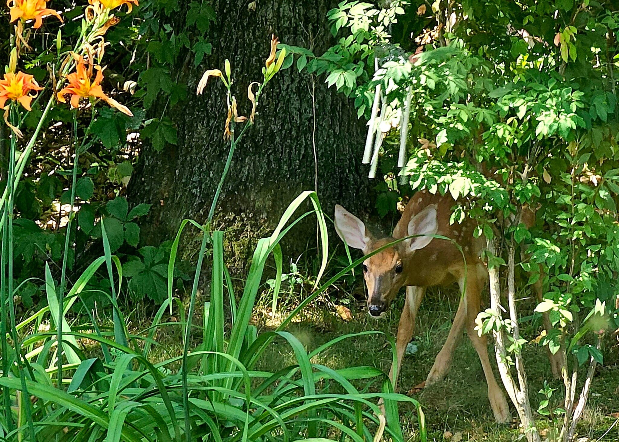 Backyard Visitor - 292 Pine Ridge Rd