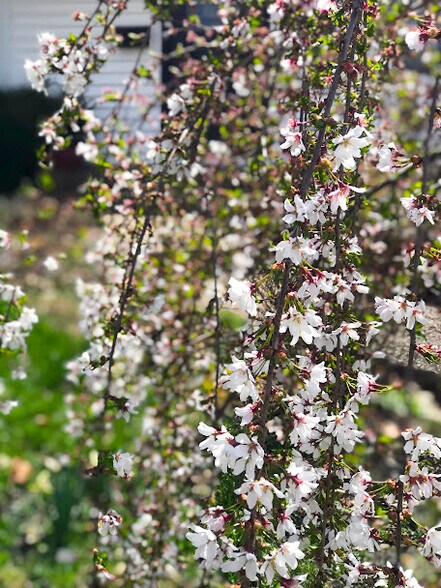 Front yard cherry blossoms - 279 Highfield Dr