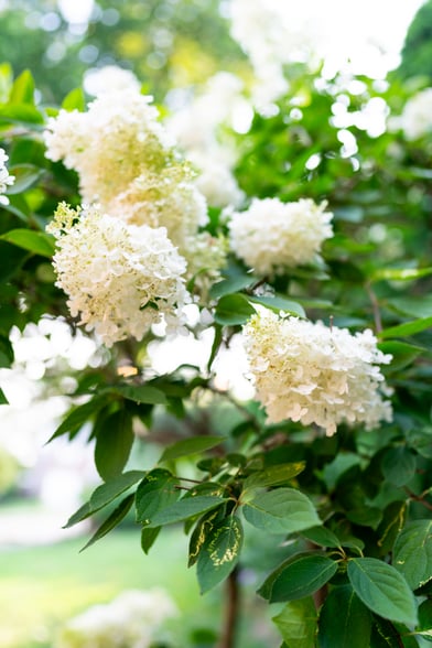 Building Photo - 6 Treaty Rd