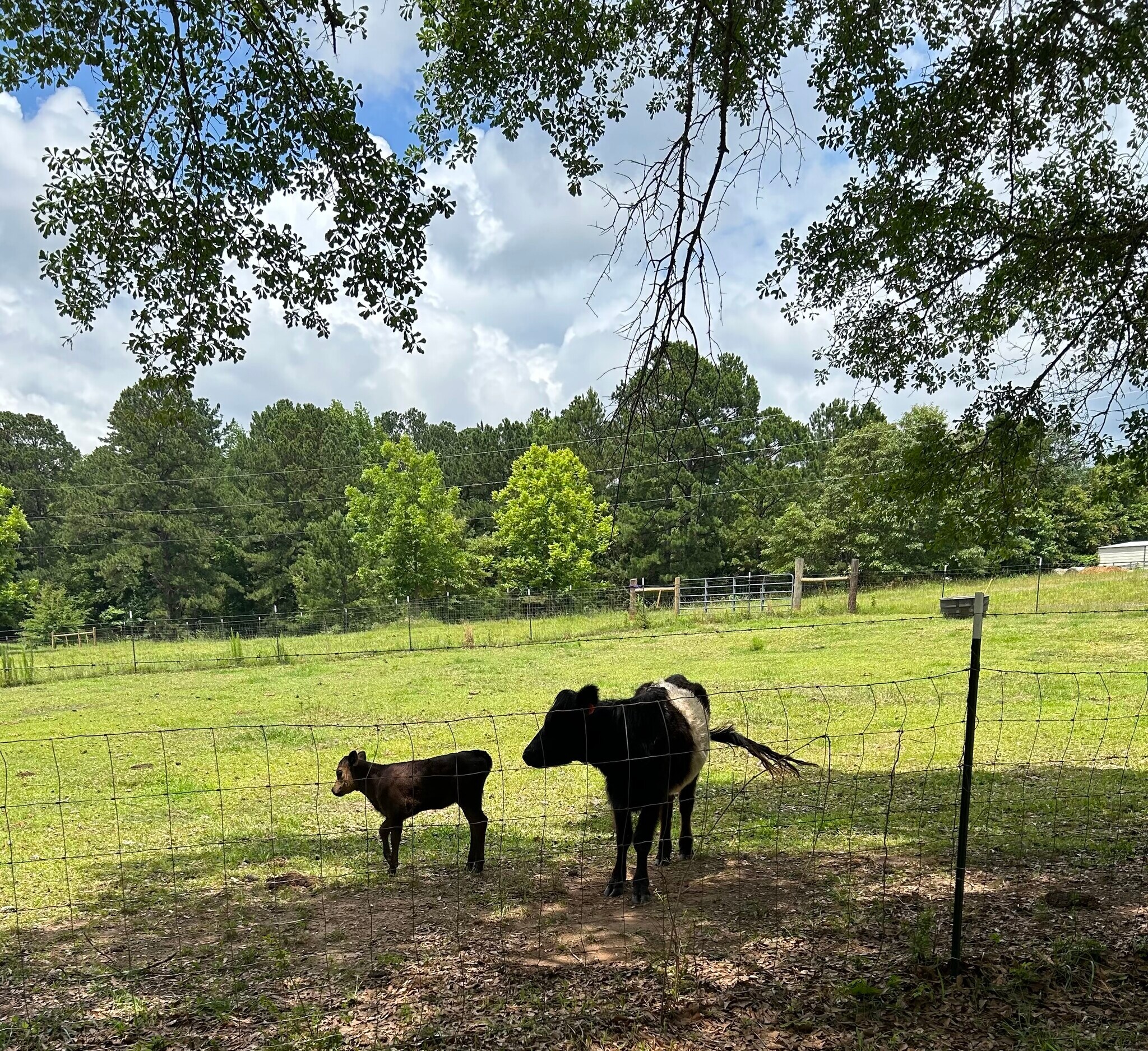 Watch the wildlife. - 4037 Hamilton Rd