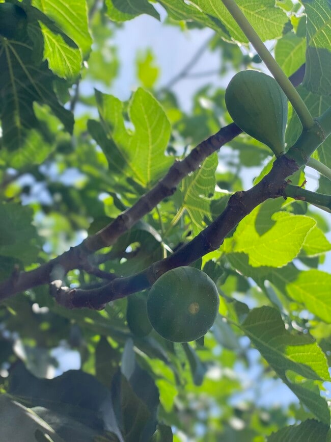 Fig tree - 2726 Duffy Dr