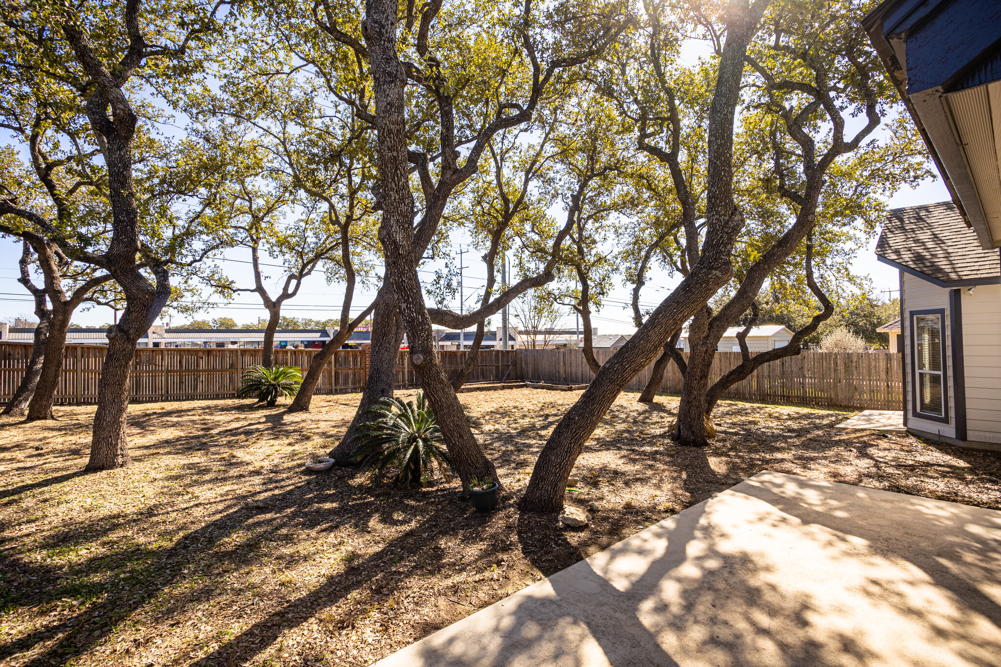 Trees galore - 7318 Chimney Bluff