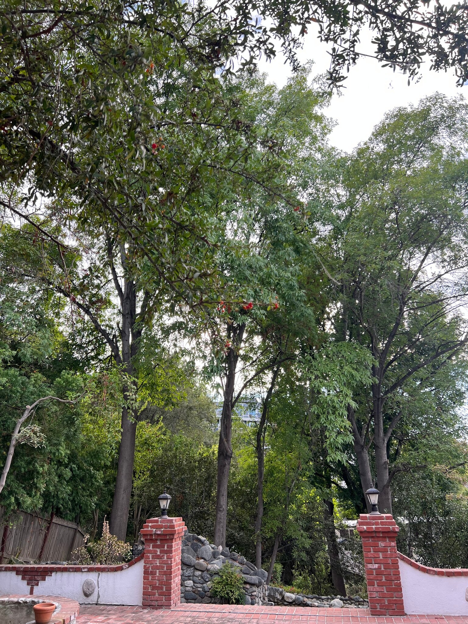 Trees in side yard - 15138 Encanto Dr