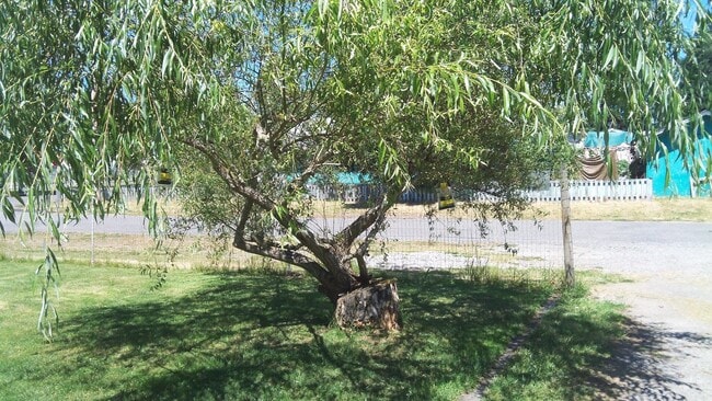 Building Photo - 3 Bdrm, 1 Bath Plus Bonus Room! Heart of Yelm! Fully Fenced Yard!