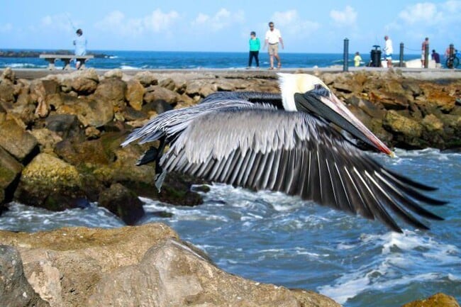 Building Photo - 5159 N Hwy A1A