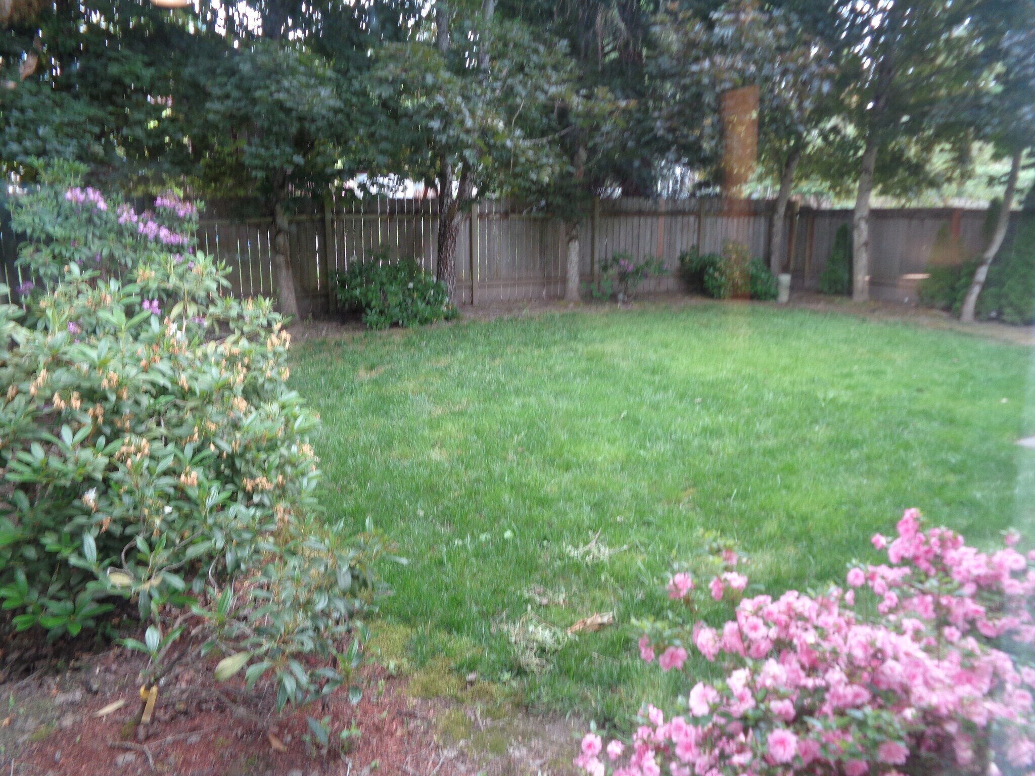Backyard - 17612 SW Bany Rd