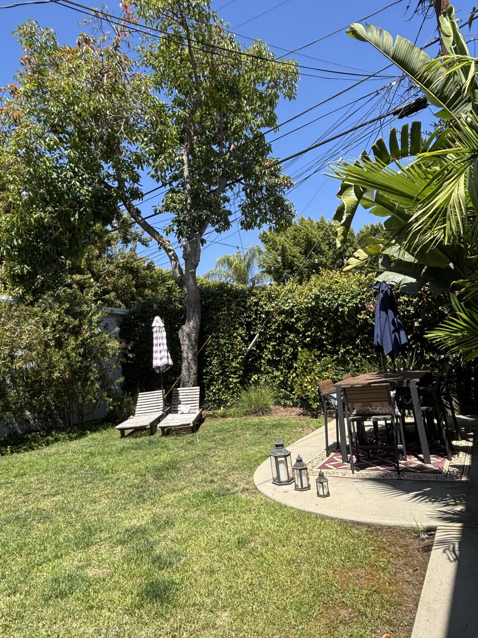 Huge Avocado Tree with Lots of Free Avocados - 848 N Kilkea Dr