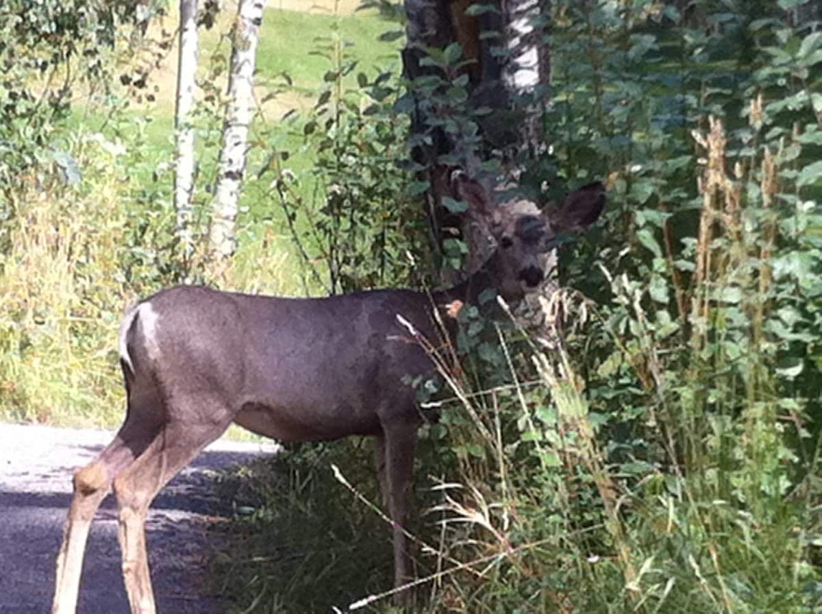 Deer - 158 Adams St
