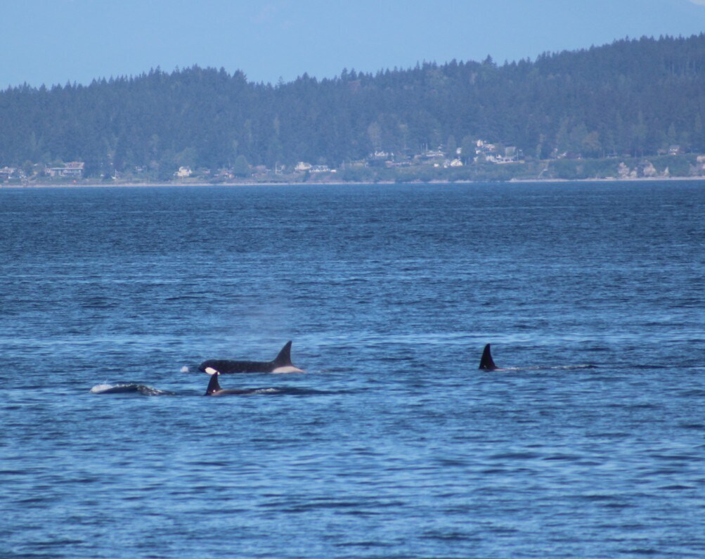 Building Photo - 1588 Alki Ave SW