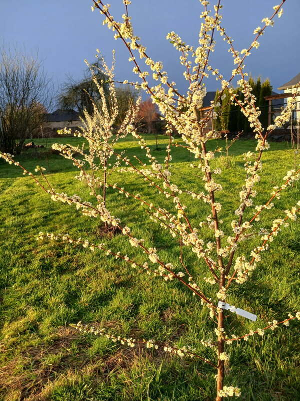 Building Photo - 19105 NE 112th Ave