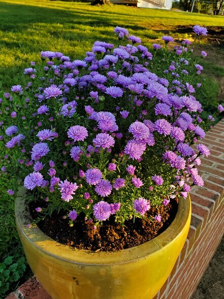 Landscaping - 621 Broadview Dr