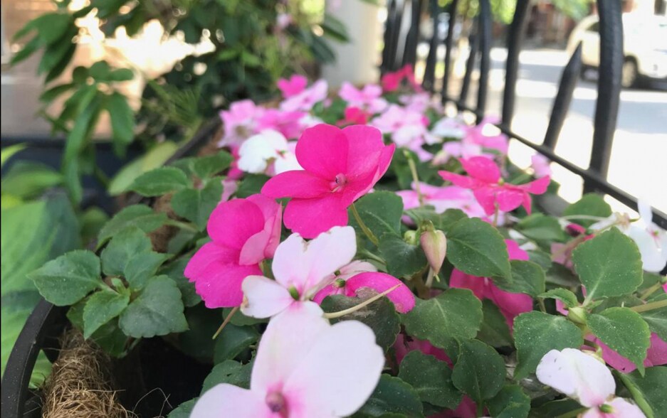 Courtyard Flowers! - 15 South Lime Street