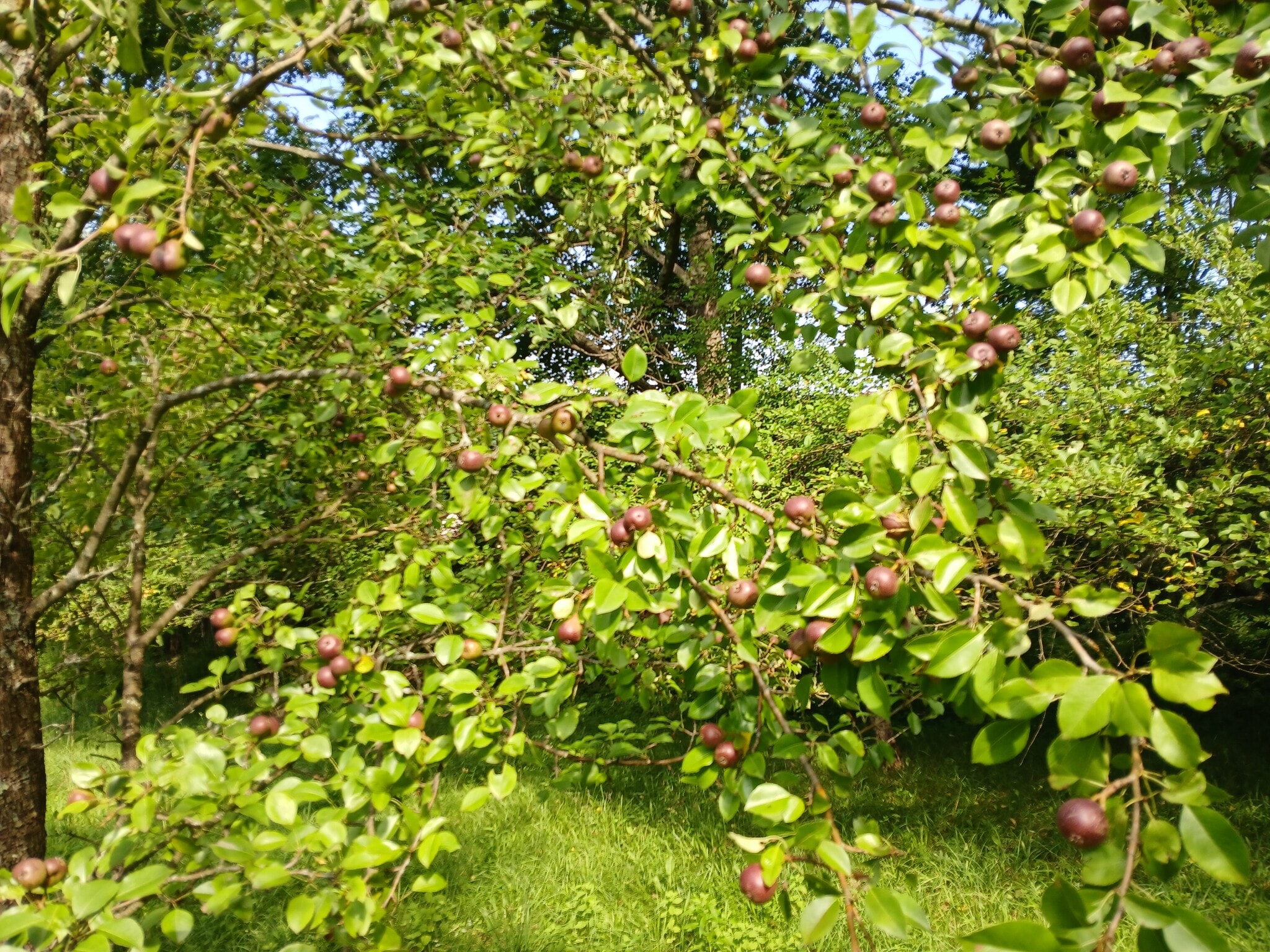 Apples, pears, plums and peaches - 115 Delta Dr