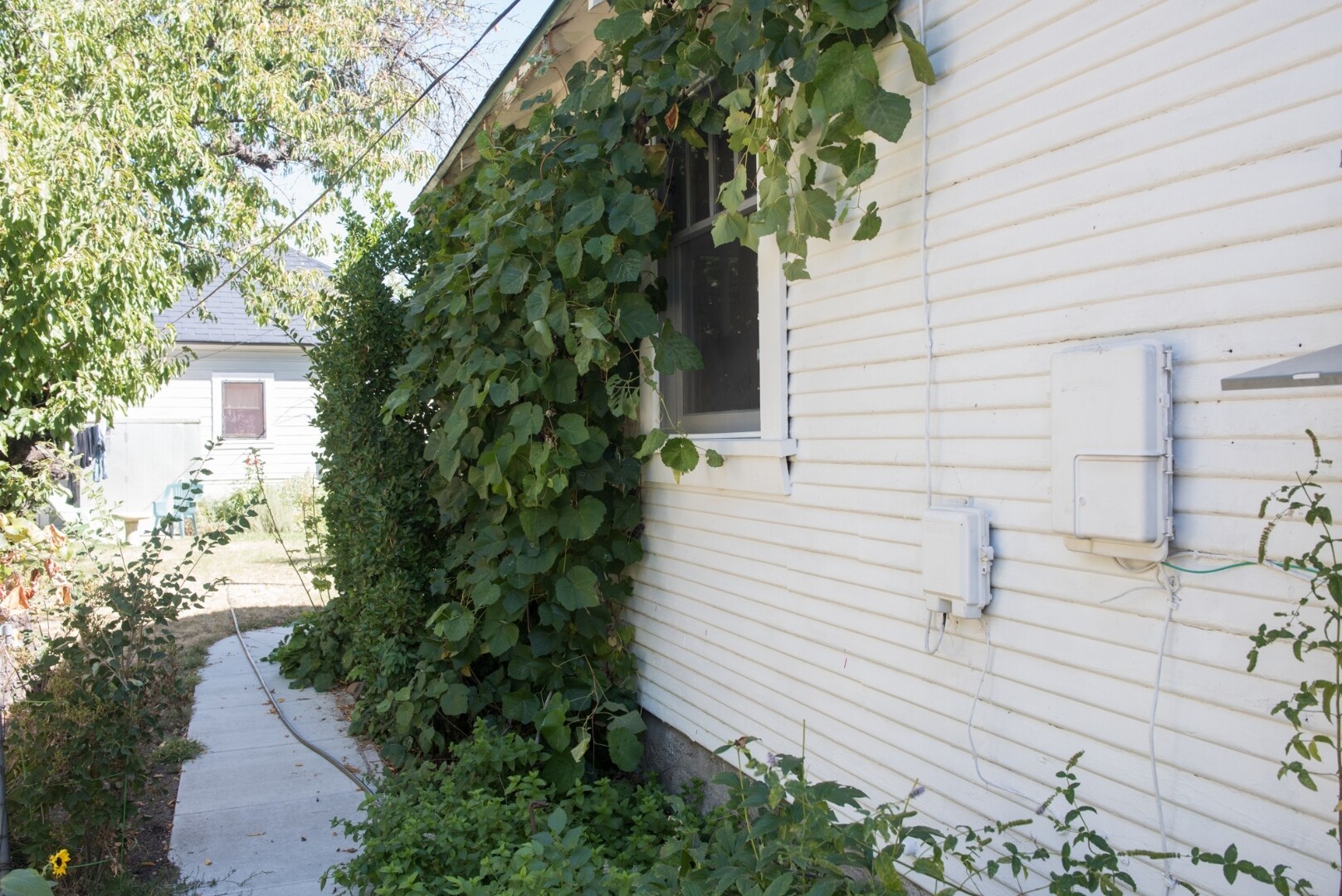 Side of the house with explodimg grape vines and fresh mint. - 127 1/2 Keystone Ave