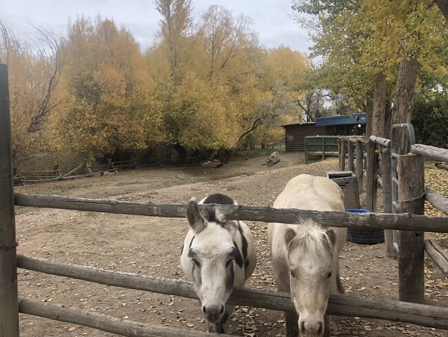 Horses on property 8 months a year - 575 N Canyon Creek Rd