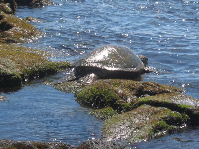 Building Photo - 87-2439 Mamalahoa Hwy