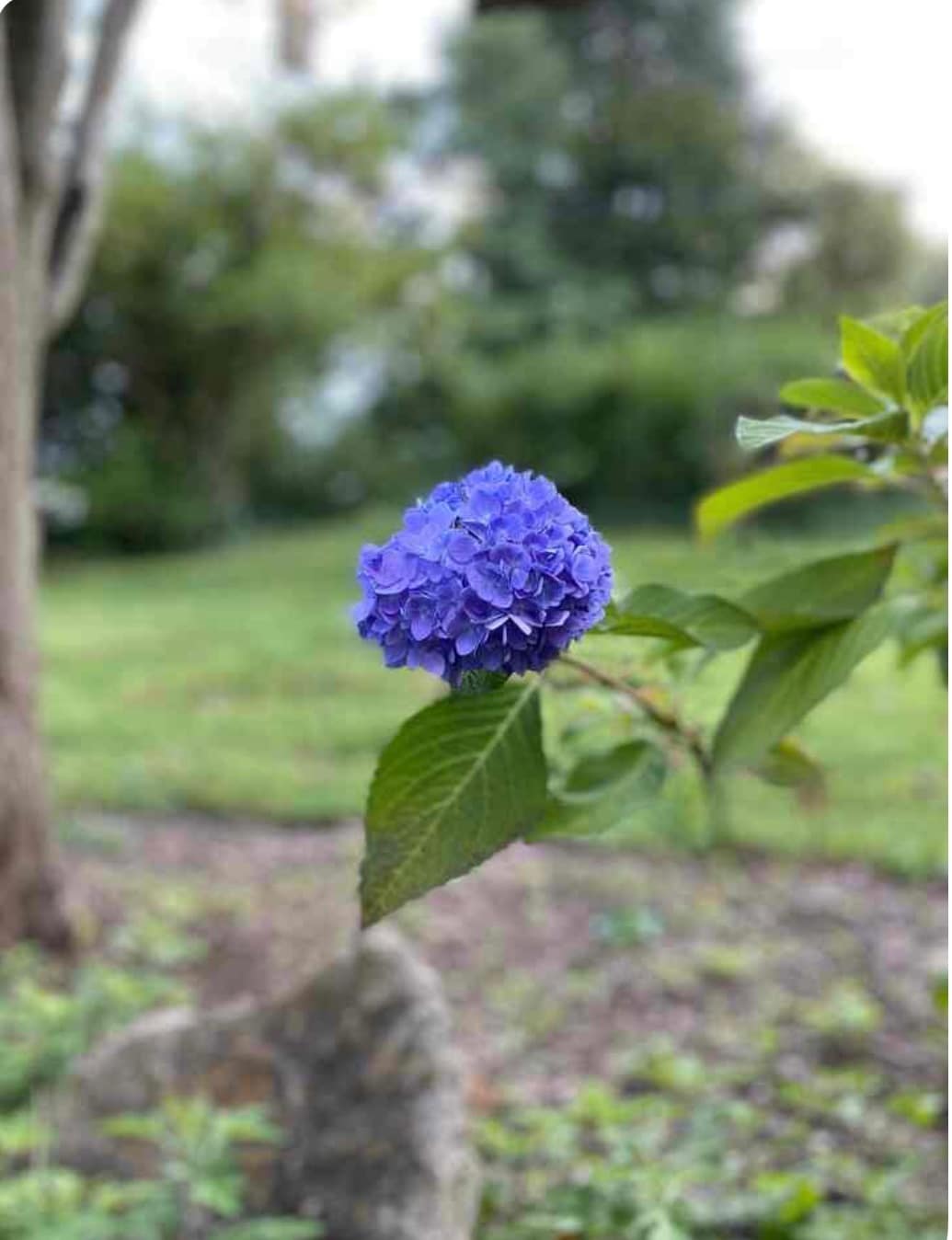 Building Photo - 124 Sheridan Cir