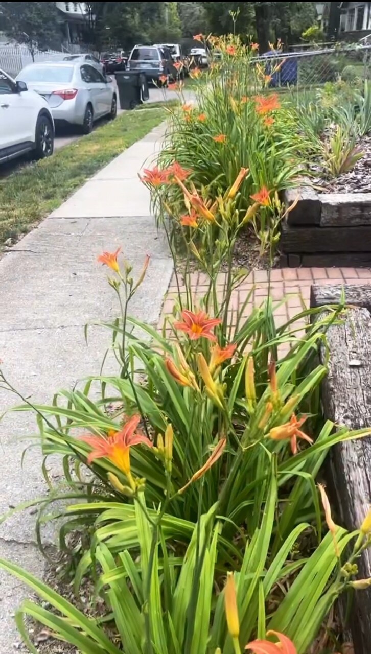 Morning lilies - 2441 Medary Ave