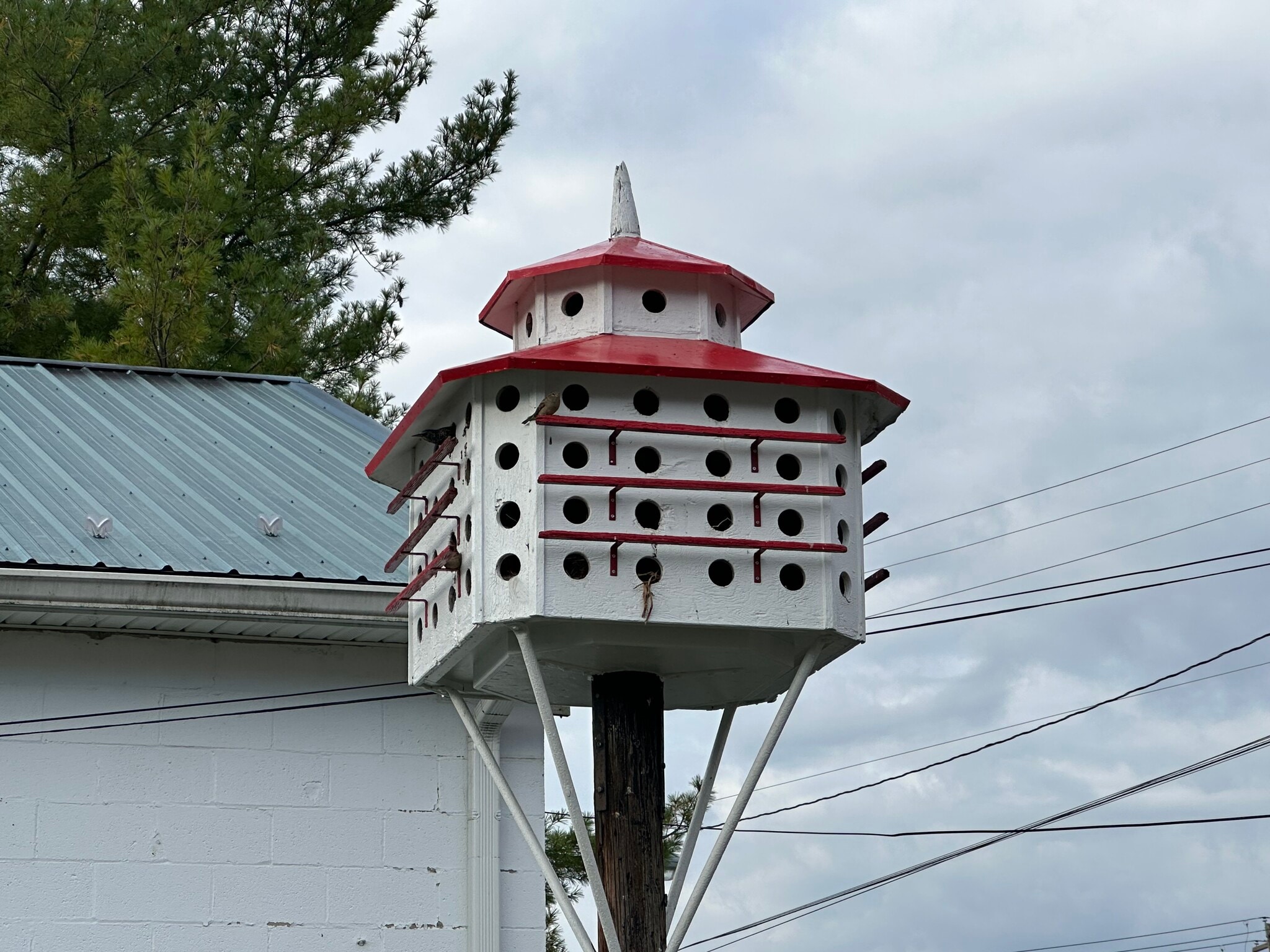 Bird Hotel - 18 W North St