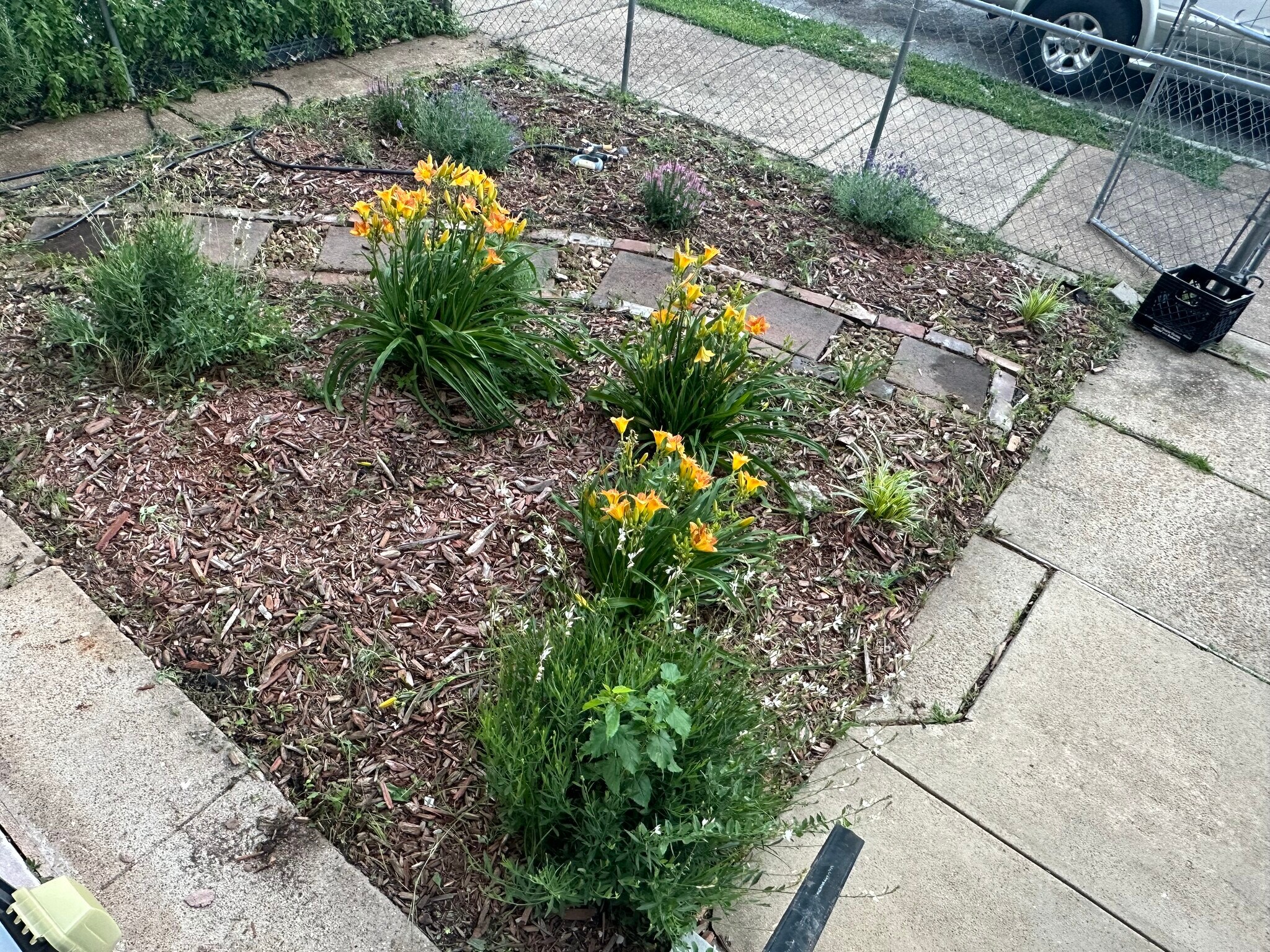 Front yard - 3230 Pennsylvania Ave