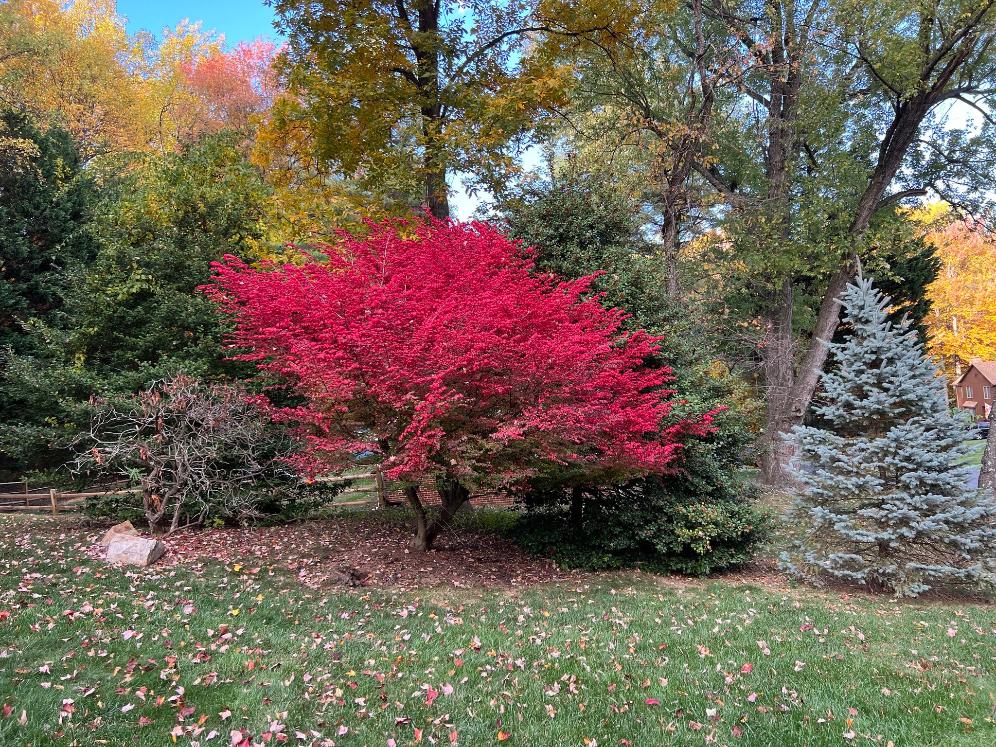 Yard - 7413 Skyline Dr