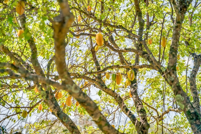 Building Photo - 275 Haumana Rd