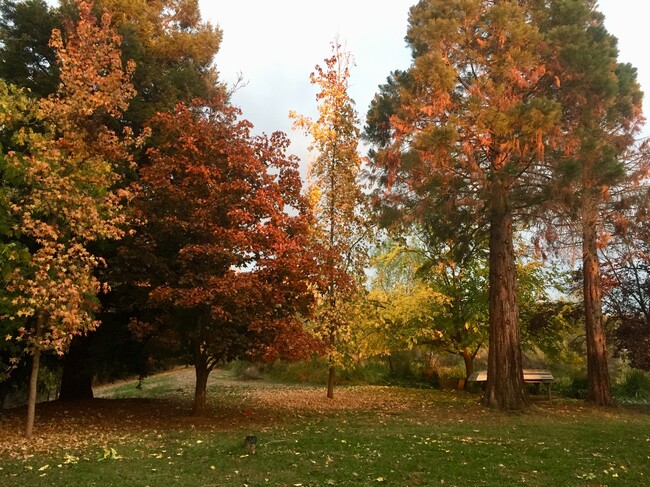 Giant Sequoia in the Fall - 3333 Hamblen Ct