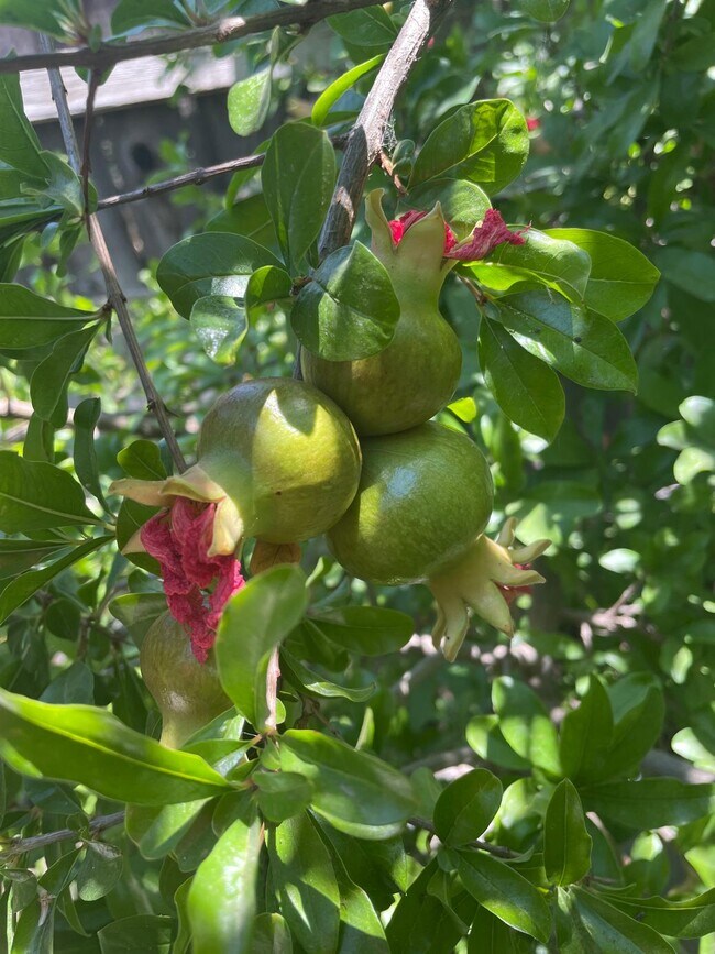 Building Photo - 11310 Pinehaven Ave