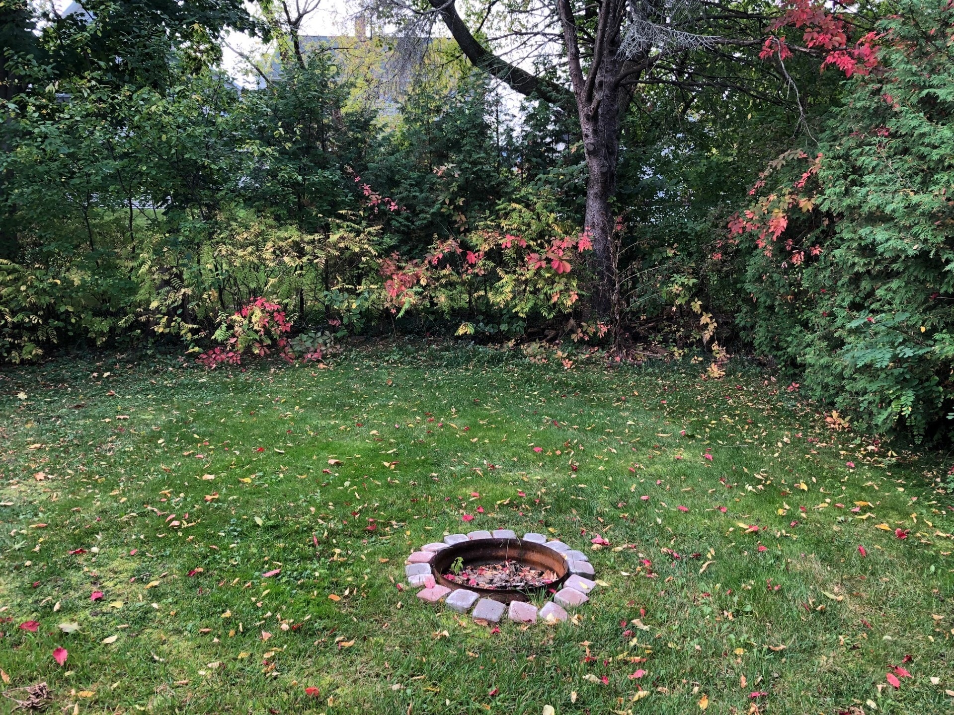 Shared Backyard - 419 Monroe St