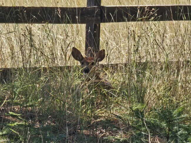 Building Photo - Incredible Hauser Lake Waterfront Home for...