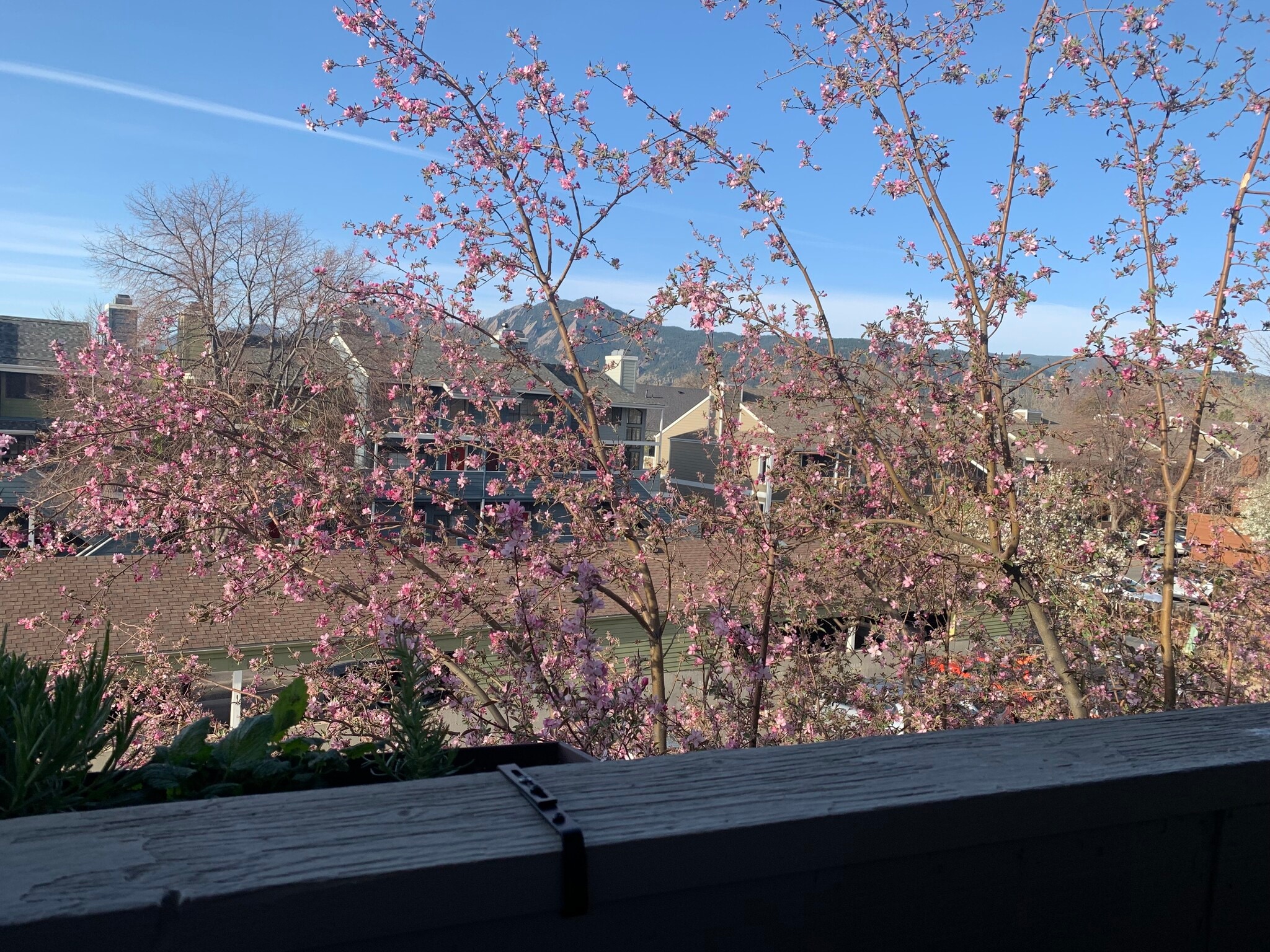 View from balcony - 3515 28th St