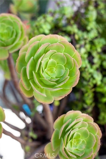 Building Photo - 25662 Cresta Loma