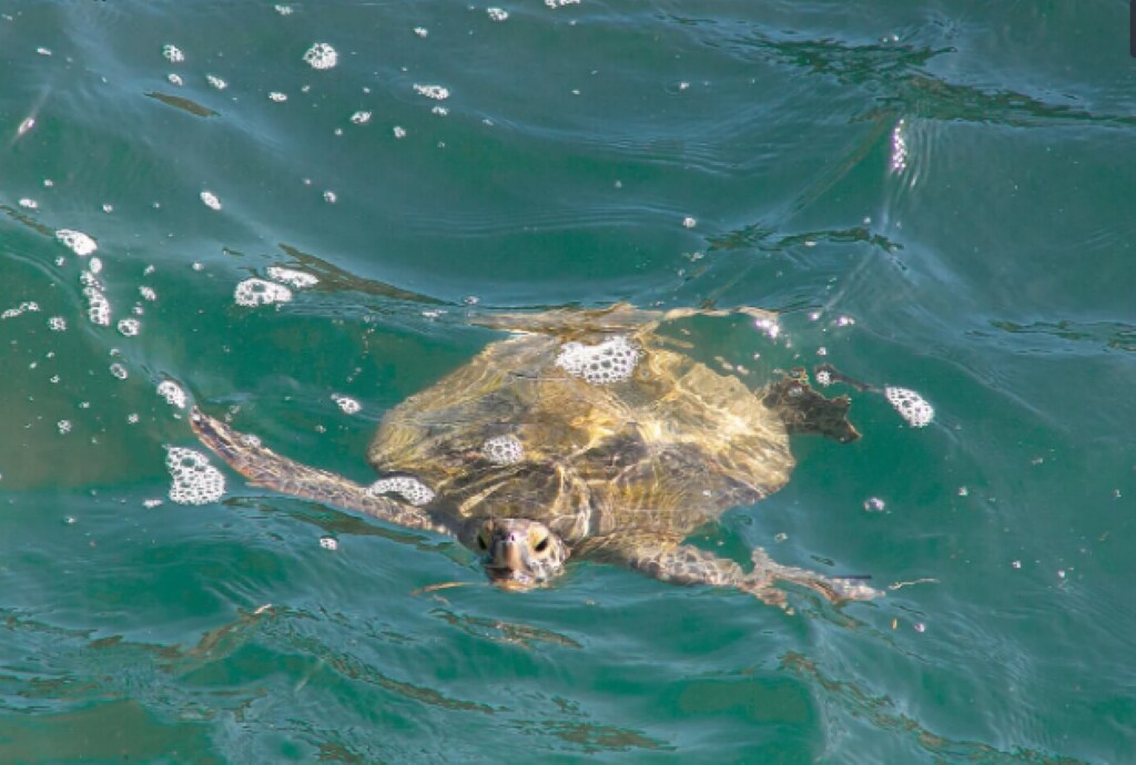 Building Photo - 1415 Ocean Shore Blvd