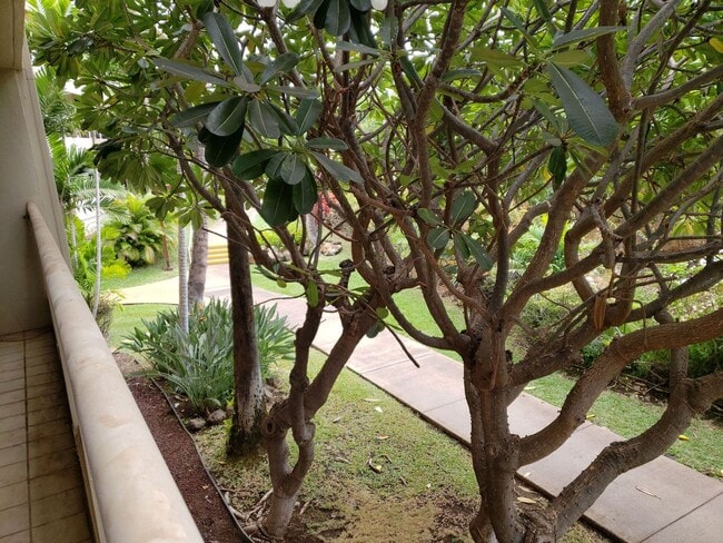 Building Photo - Maui Banyan - 1 bd 2 bath unfurnished unit. FIRST MONTH FREE WITH QUALIFIED APPLICANT
