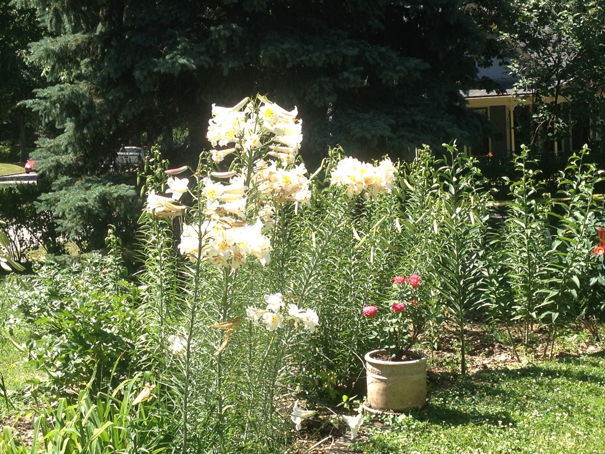 neighbor's flowers - 737 18th St