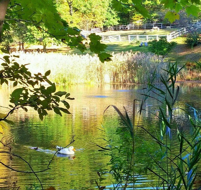 Building Photo - 10 S Mountain Pond