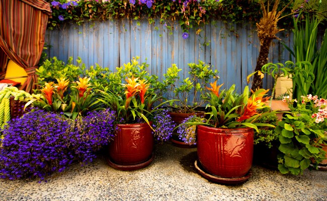 Garden Flowers - 848 17th St