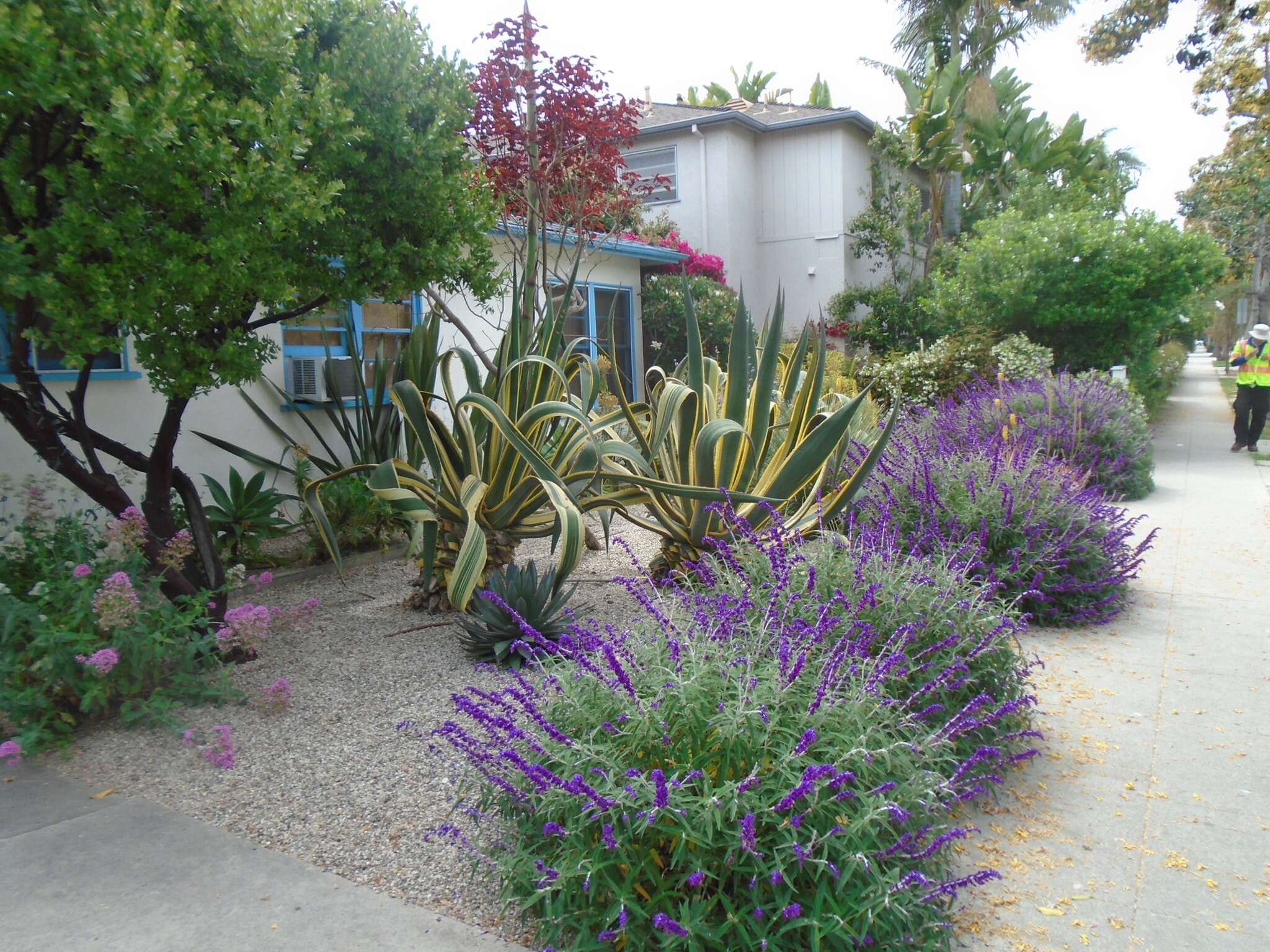 Front yard xeriscape - 1532 Yale St