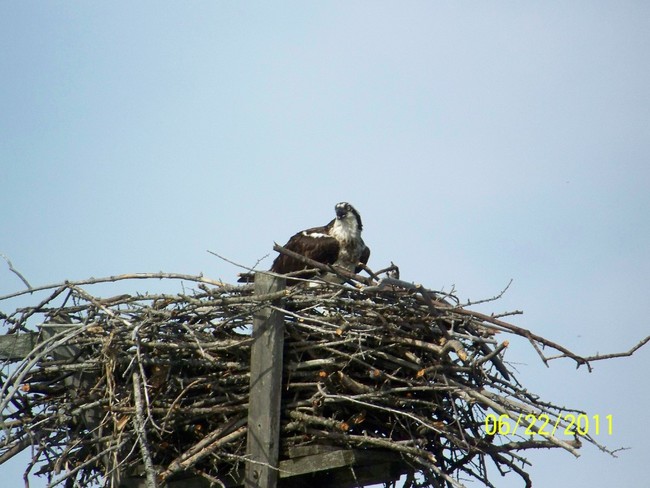 We have Osprey ina protected conservancy area - 208 Rail Rd